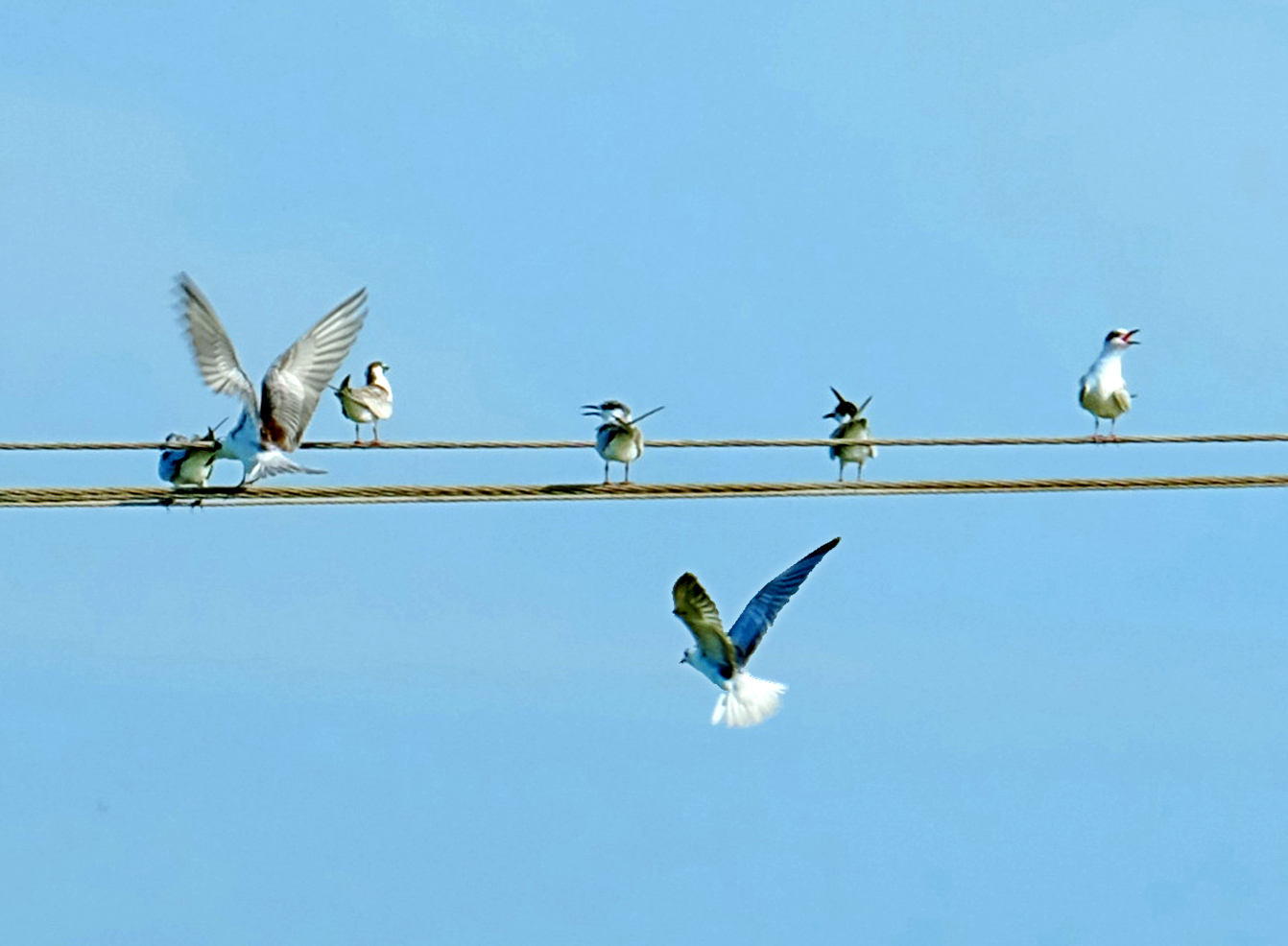 Tại sao chim đậu trên dây điện mà không bị 