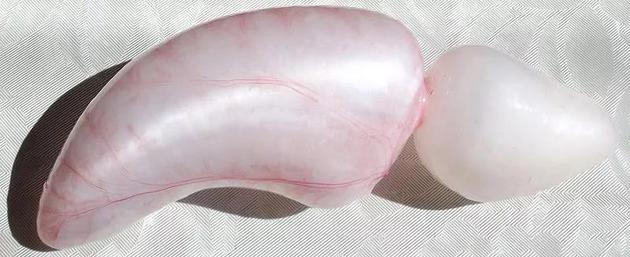 Đây mới là công dụng thực sự của bong bóng cá, xóa bỏ hiểu nhầm phổ biến hơn 300 năm qua